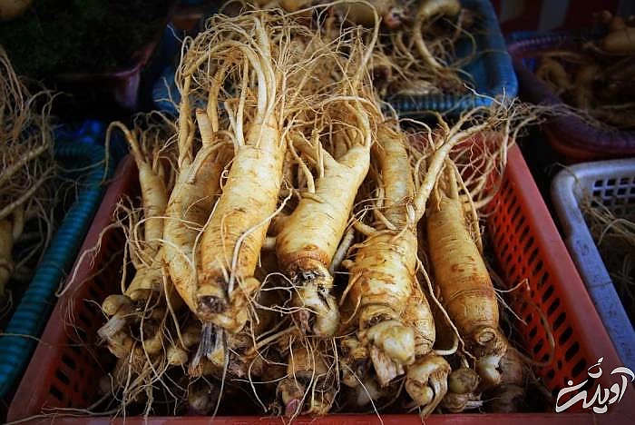 فواید جینسینگ برای پوست جینسینگ برای پوست